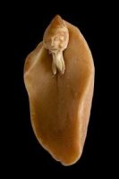 Curiosities and bonus pictures