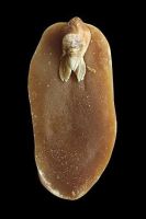 Curiosities and bonus pictures