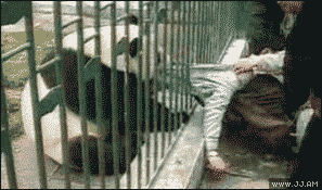 Collection of funny gif animations (53 gifs)