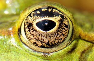 Curiosities and bonus pictures