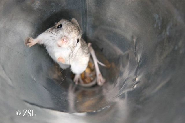 Animal of the day - Jerboa (21 pics + 2 videos) Animal of the day - Jerboa (21 pics + 2 videos)