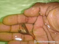 Curiosities and bonus pictures