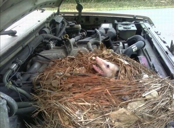 Daily picdump (106 pics)