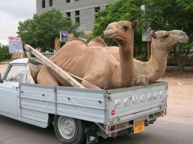 Daily picdump (153 pics)