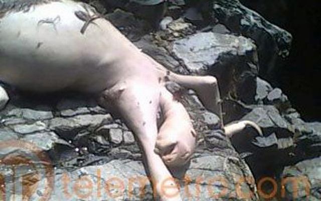 Mysterious creature from Panama (6 pics) Mysterious creature from Panama (6 pics)