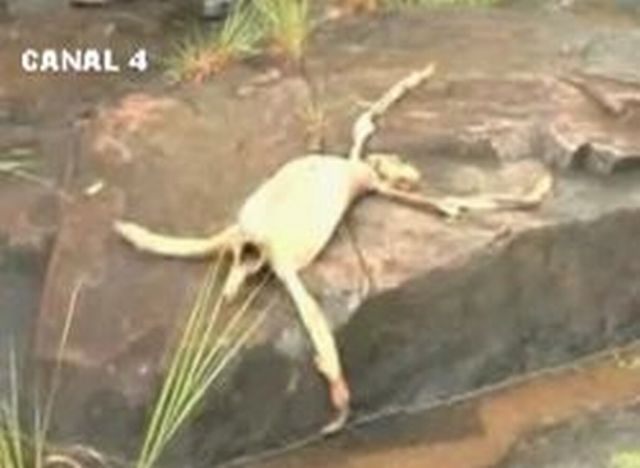 Mysterious creature from Panama (6 pics)