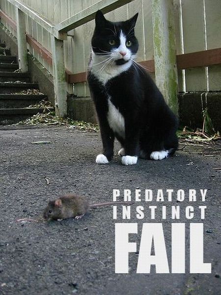 Epic fails. The best of the best. Part 1 (79 pics)