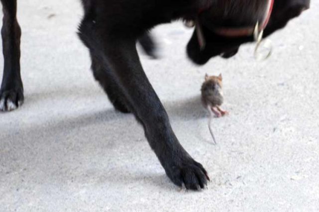 Funny Couple (17 pics)