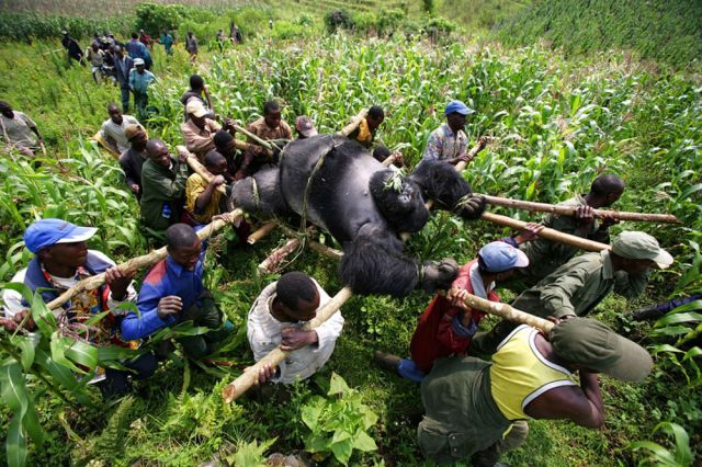 Life, death and money of mafia in the Congo (58 pics) Life, death and money of mafia in the Congo (58 pics)