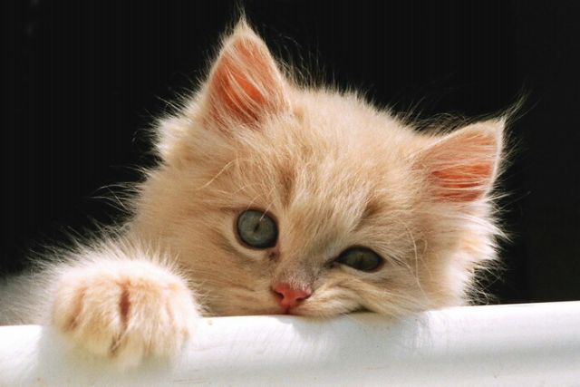 Daily picdump (82 pics)