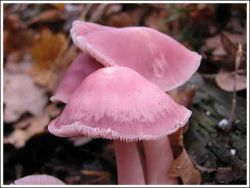 Curiosities and bonus pictures