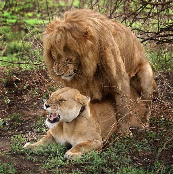 Sex Is Great! (3 pics) Sex Is Great! (3 pics)