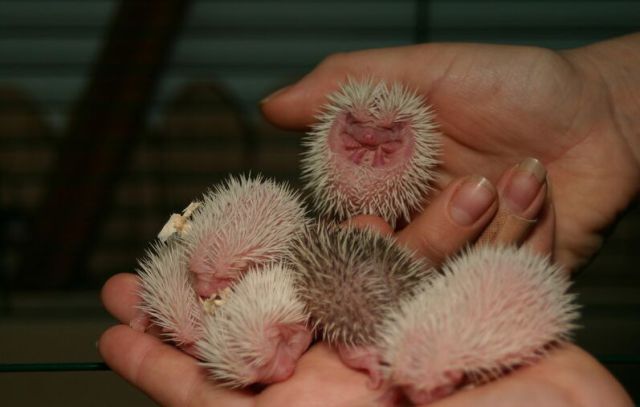 Newly Born Hedgehogs Are So Cute (52 pics)
