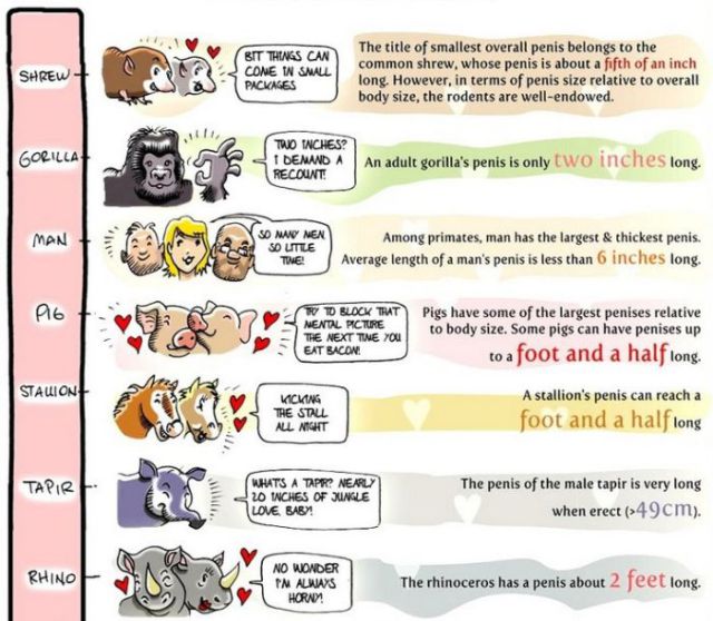 Penis Size Comparison Chart (3 pics)