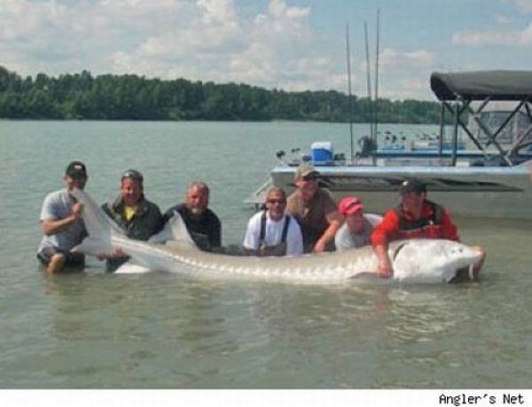 Fisherman&rsquo;s Dream (31 pics)