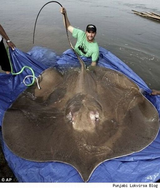 Fisherman&rsquo;s Dream (31 pics)