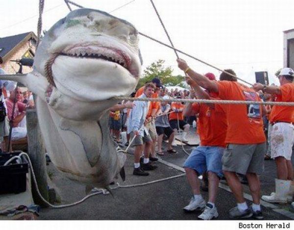 Fisherman&rsquo;s Dream (31 pics)