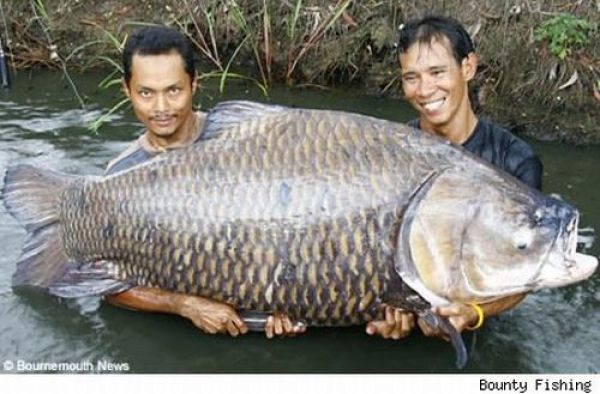 Fisherman&rsquo;s Dream (31 pics)