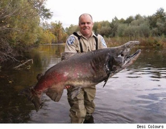 Fisherman&rsquo;s Dream (31 pics)