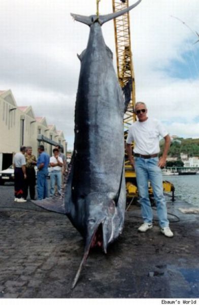 Fisherman&rsquo;s Dream (31 pics)