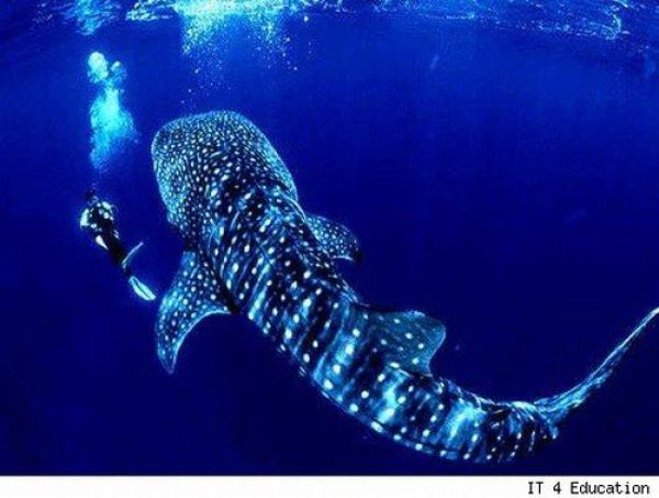Fisherman&rsquo;s Dream (31 pics)