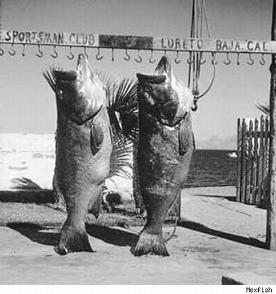 Fisherman&rsquo;s Dream (31 pics)
