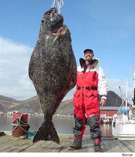 Fisherman&rsquo;s Dream (31 pics)