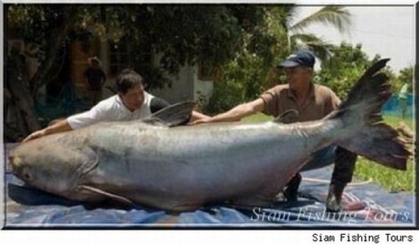 Fisherman&rsquo;s Dream (31 pics)