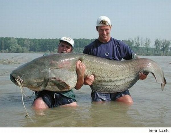 Fisherman&rsquo;s Dream (31 pics)
