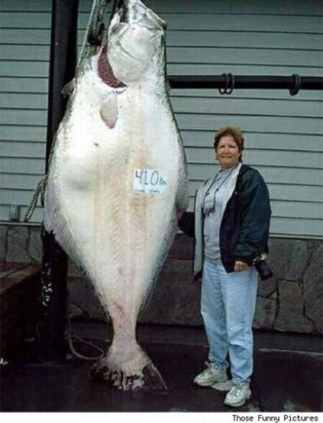 Fisherman&rsquo;s Dream (31 pics)
