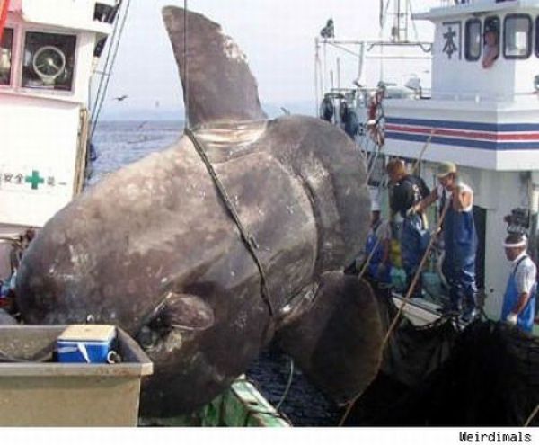 Fisherman&rsquo;s Dream (31 pics)