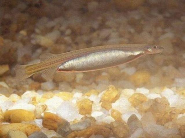 Little Fish that Can Climb Your Urethra
