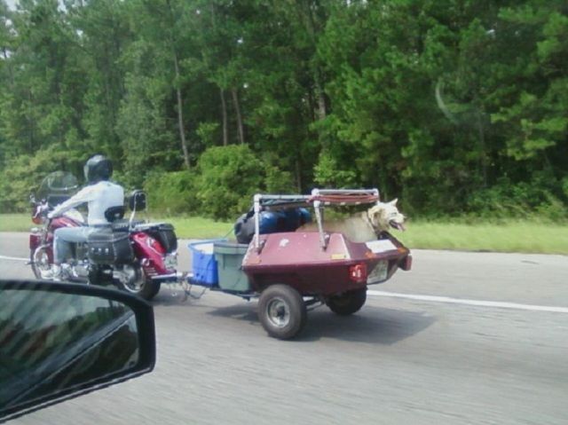 Daily Picdump
