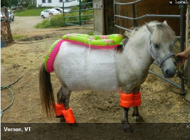 Morning Picdump