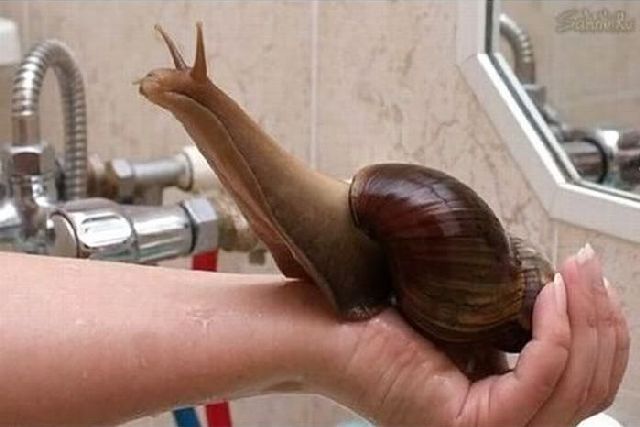 Content Image