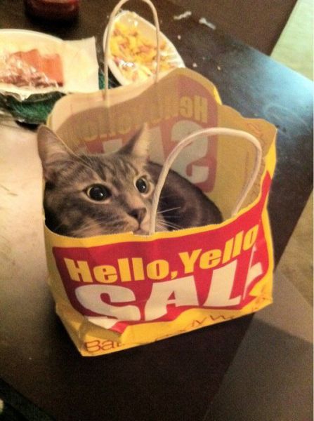 Content Image
