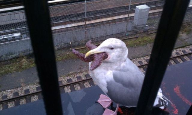 Content Image