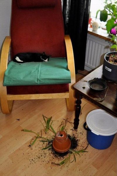 Morning Picdump