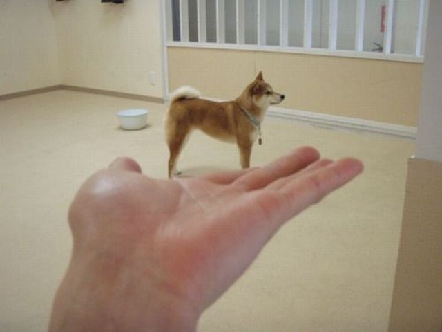 Content Image