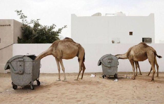 Morning Picdump