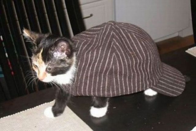 Content Image