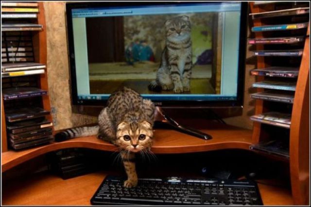 Content Image