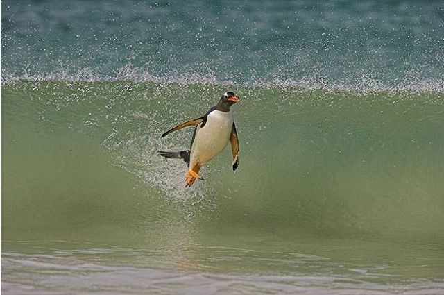 Daily Picdump
