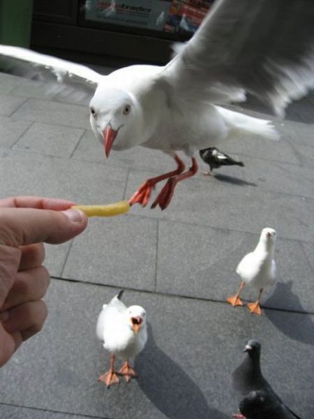 Content Image