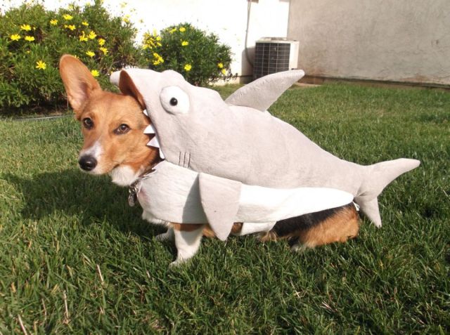 Content Image