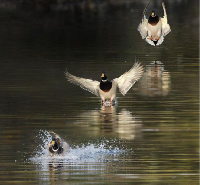 Morning Picdump