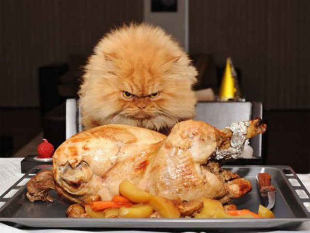 Funny Thanksgiving Moments