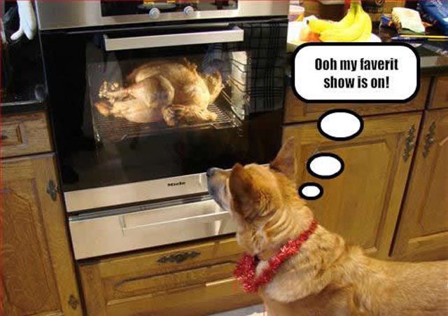 Funny Thanksgiving Moments