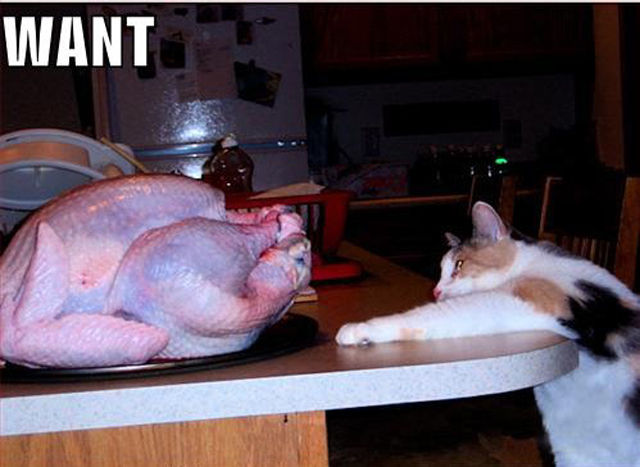 Funny Thanksgiving Moments