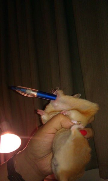 Content Image